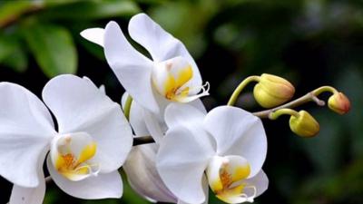 Hoa lan hồ điệp trắng - Mua hoa lan hồ điệp trắng ở đâu?