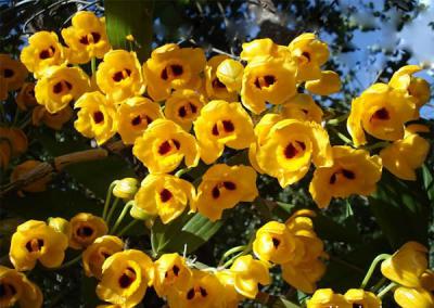 Lan phi điệp vàng – loài hoa mang sự quyến rũ kì lạ